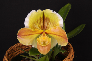 Paph. Valerie Tonkin Great Lady